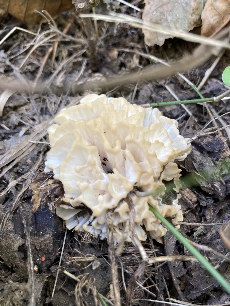 Irpex rosettiformis · March 2024 · photo: © irene_mv (iNaturalist, cc-by)