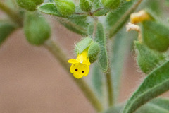 Mimetanthe pilosa