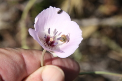 Anthophorula