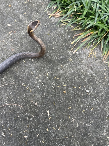 Golden-crowned Snake sighting