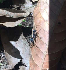 Gigantiops destructor