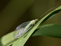 Chrysopa coloradensis