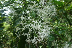 Pavetta hongkongensis