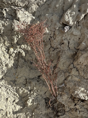 Image of Eriogonum rixfordii by (c) Matt Berger, some rights reserved (CC BY)