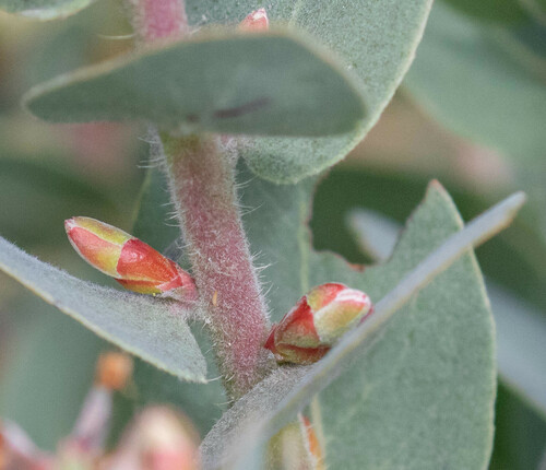 Mount Diablo Manzanita fruiting