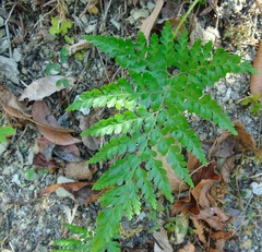 Asplenium adiantum-nigrum