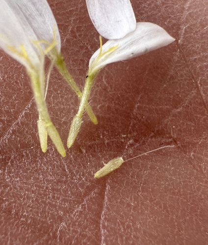 Image of Monoptilon bellidiforme by (c) Matt Berger, some rights reserved (CC BY)