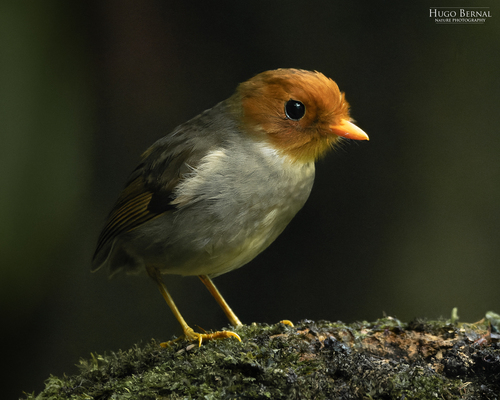 Hooded Antpitta (Grallaricula cucullata), photo 6
