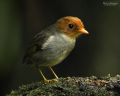 Hooded Antpitta photo 3