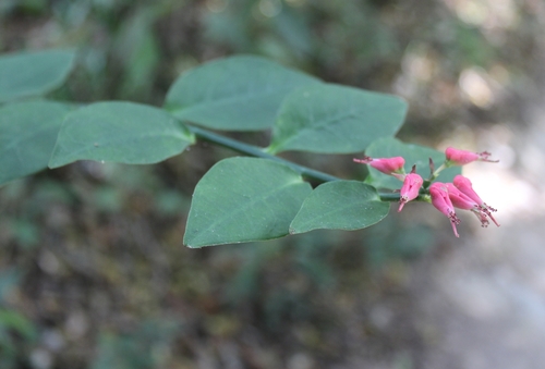 Euphorbia tithymaloides