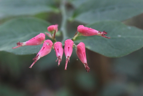 Euphorbia tithymaloides