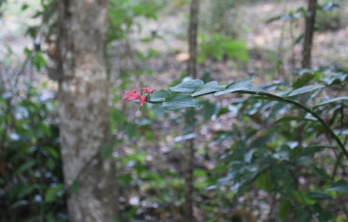 Euphorbia tithymaloides