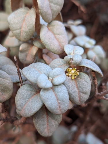 Roundleaf buffaloberry (Shepherdia rotundifolia)
