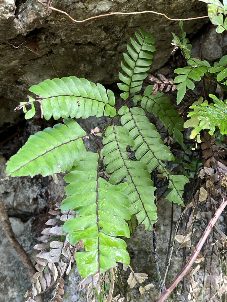 maidenhair ferns from Jamaica, Portland, Surrey County, JM on March 17 ...