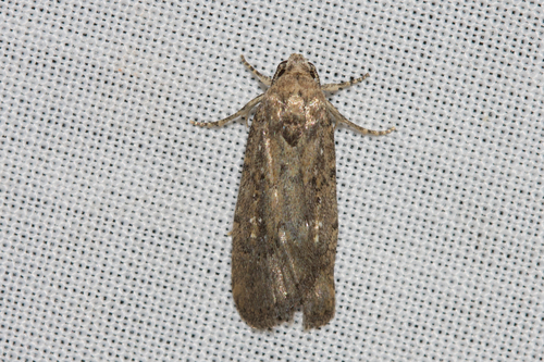 Athetis tenuis