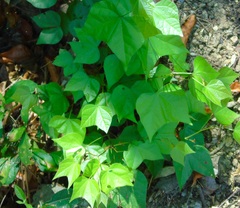 Bauhinia divaricata