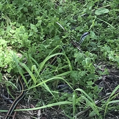 Thamnophis sirtalis annectens