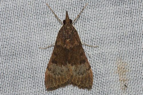 Tree Lucerne Moth