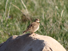 Melanocorypha bimaculata
