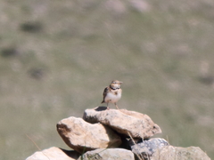 Melanocorypha bimaculata