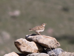 Melanocorypha bimaculata