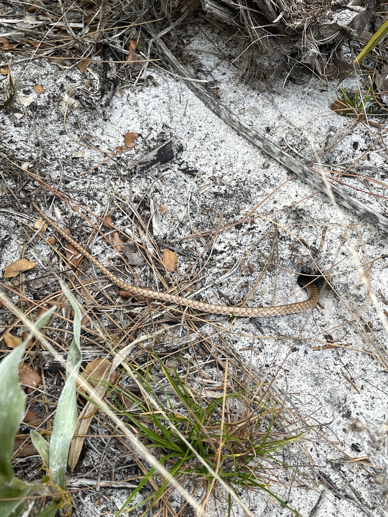 Eastern Coachwhip from Jonathan Dickinson State Park, Hobe Sound, FL ...