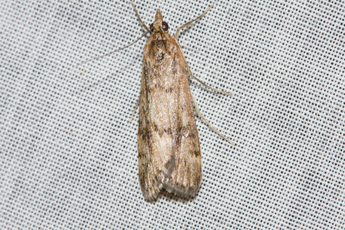 Cotton Web Spinner