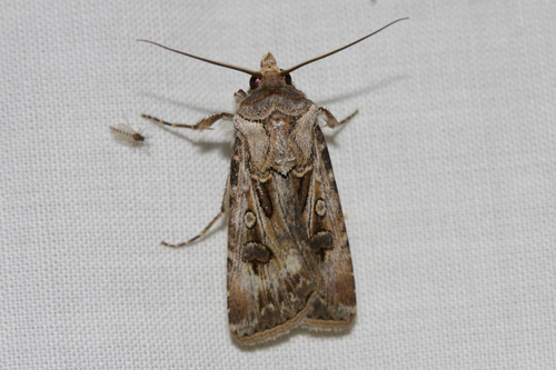 Brown Cutworm