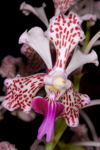 Vanda suavis