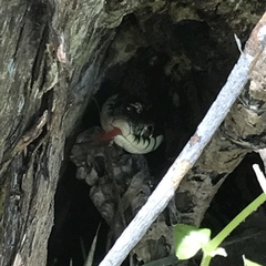 Thamnophis sirtalis annectens