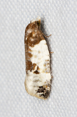 Henricus fuscodorsana