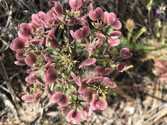 Lomatium lucidum