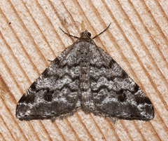 Macaria signaria