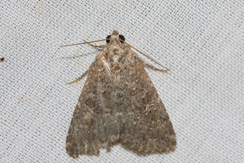 Hypoperigea tonsa