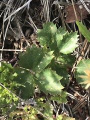 Lomatium lucidum