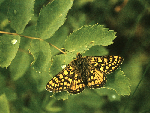 Euphydryas asiatica