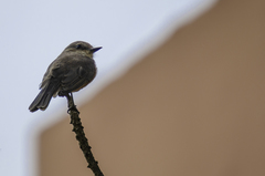 Pyrocephalus rubinus obscurus