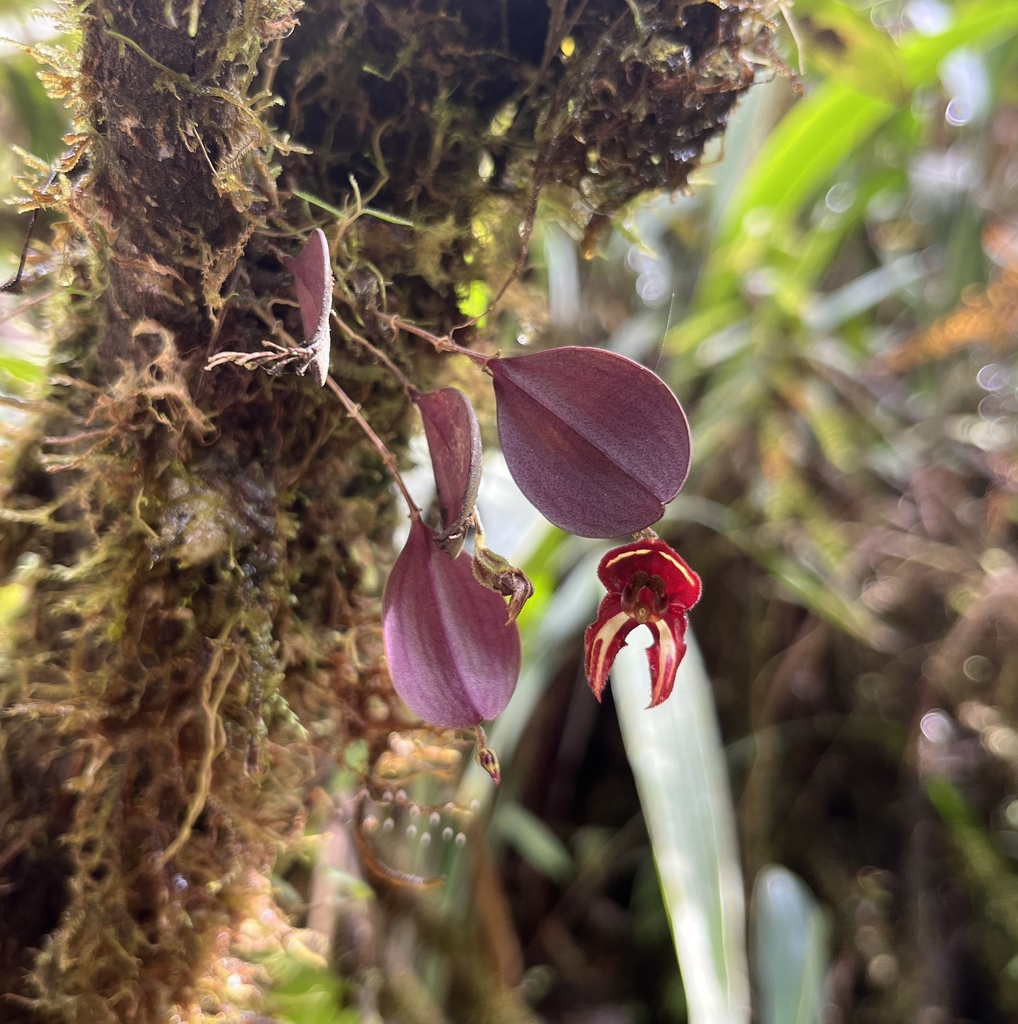 Lepanthes carunculigera
