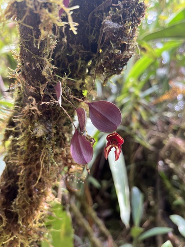 Image of Lepanthes carunculigera by (c) harrier, some rights reserved (CC BY)