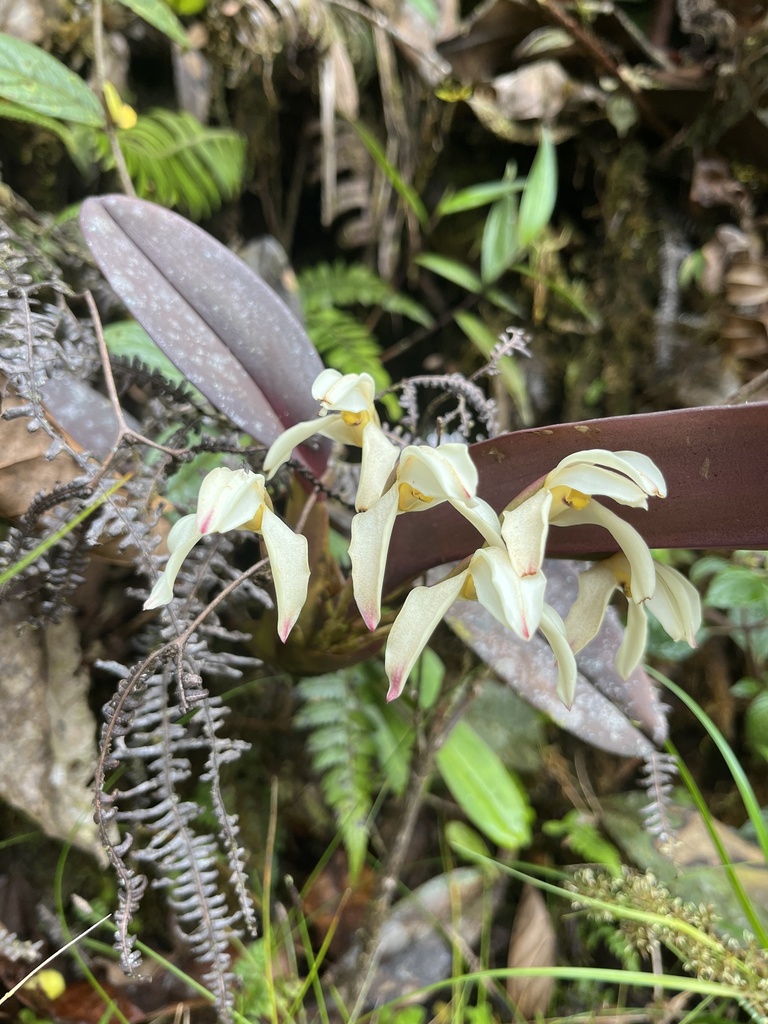 Maxillaria tenebrifolia