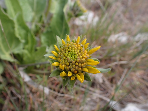Image of Balsamorhiza careyana by (c) elik03, some rights reserved (CC BY)