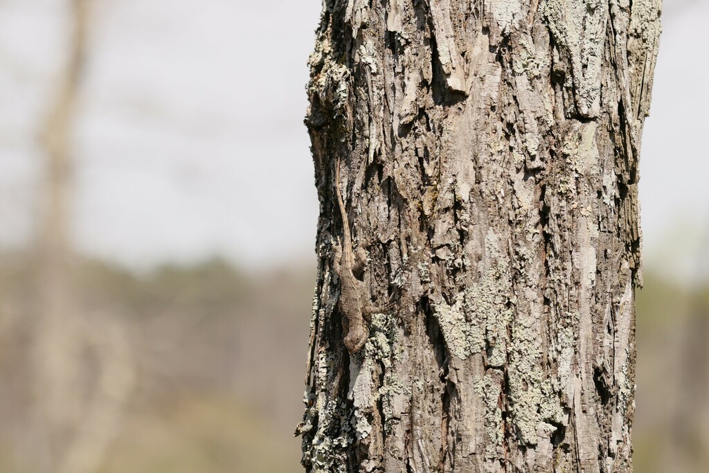 Eastern Fence Lizard from Auburn Lakes Road Fisheries Ponds Auburn AL ...