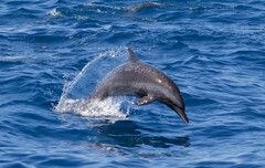 Pacific Spotted Dolphin