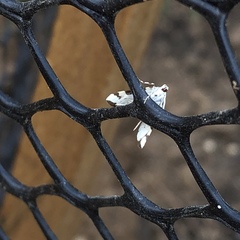 Conchylodes octonalis