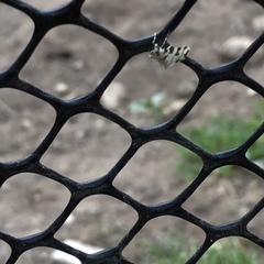 Conchylodes octonalis
