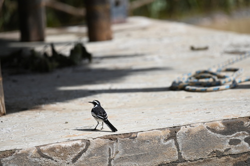 African Pied Wagtail