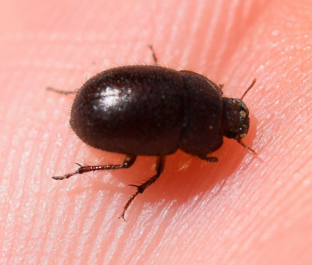 San Joaquin Dune Beetle