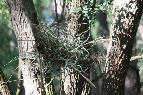 Image of Tillandsia baileyi by no rights reserved