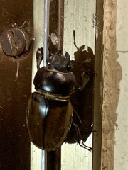 Lucanidae