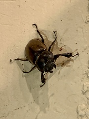 Lucanidae